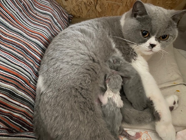 5 Hayley met kleintjes