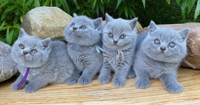 samen 1