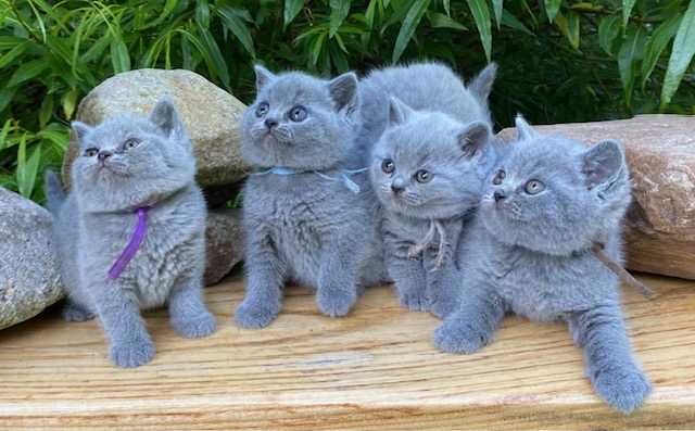 samen 3
